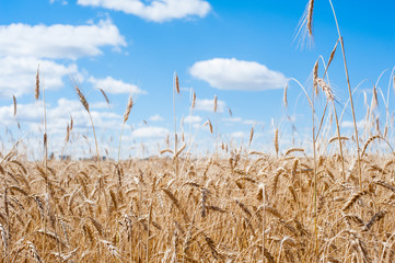 Пшеничное поле2