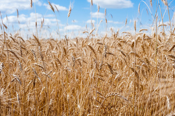 Пшеничное поле1