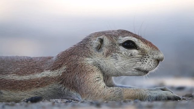 Close-up of a resting ground squirrel (Xerus inaurus), Kalahari desert, South Africa