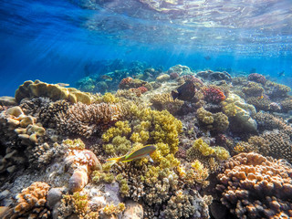 Naklejka na ściany i meble Coral and fish in the Red Sea. Egypt