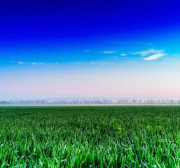 Obraz na płótnie Canvas Horizontal vivid fresh green meadow with dramatic clouds backgro