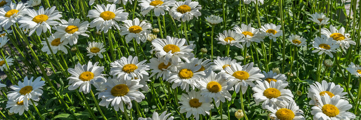 Field of buttercup flower, beautiful background