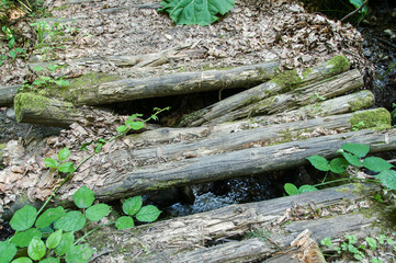old rotten bridge in the forest