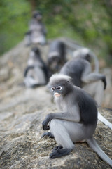 South Langur or Dusky leaf monkey is residents in Thailand (Trachypithecus obscurus), Selective focus.
