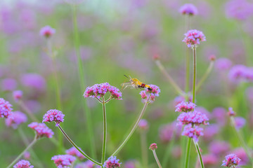 Fototapeta premium Hummingbird hawk moth sucking nectar from Verbena bonariensis