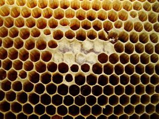 honeycomb пчелиные соты