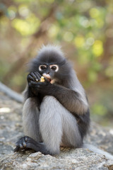 South Langur or Dusky leaf monkey is residents in Thailand (Trachypithecus obscurus), Selective focus.