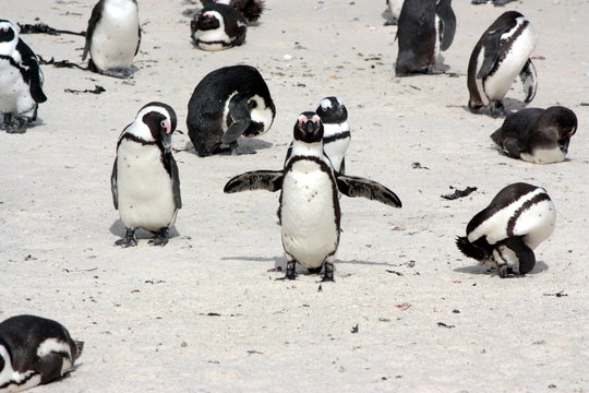 pinguini