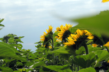 Sunflowers in a field