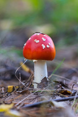 red mushroom in the forest