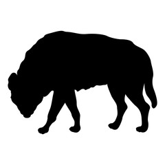 adult hyena spotted  black