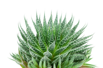 Aloe plant on white background