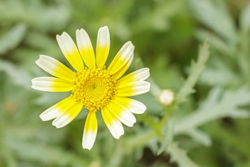 Fototapeta premium Close up tong hao flower ,Shungiku, also known as tong hao, or e