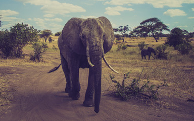 Fototapeta na wymiar ELEPHANT