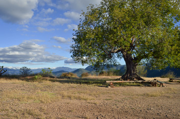 Tree and mountainous landscape by Hierve el agua hot springs near Oaxaca, Mexico