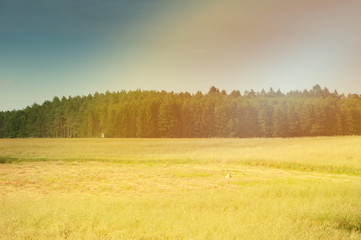 Fototapeta premium Wheat fields in the middle of the day