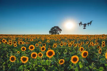 Papier Peint photo Lavable Campagne Drone volant et champ de blé de tournesol