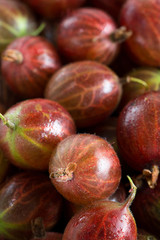 Nahaufnahme von frischen Stachelbeeren