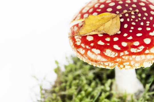 Fly agaric