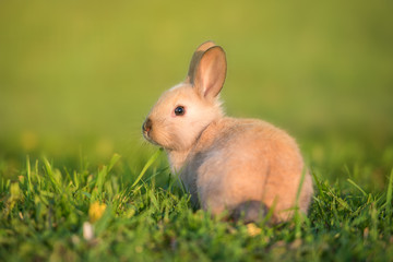 Little rabbit looking back