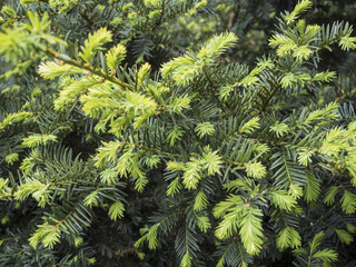 branches of a fir closeup. Blurred natural background