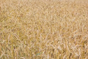 Golden wheat field with blue sky close up summer yellow and blue vivid colors