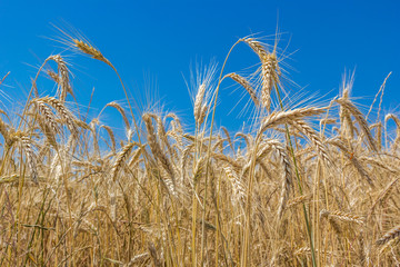 Golden wheat field with blue sky close up summer yellow and blue vivid colors