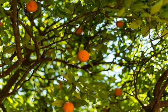 oranges on a tree in the garden