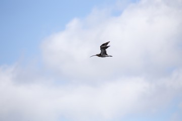 Fototapeta premium Eurasian curlew (Numenius arquata)