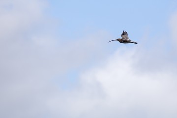 Eurasian curlew (Numenius arquata)