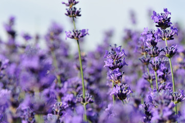 beautiful scented lavender flowers in growth at field