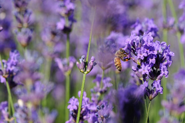 beautiful scented lavender flowers in growth at field