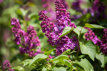 branch with spring lilac flowers