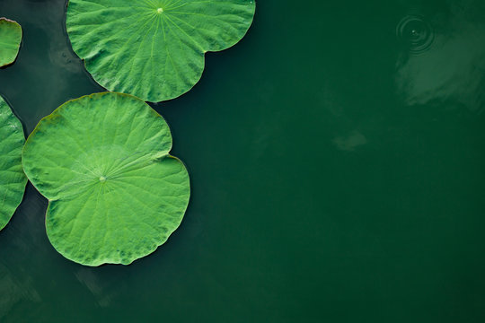 Fototapeta Peaceful and calm concept . Composition of Green lotus leaves in