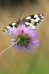 Marbled butterfly