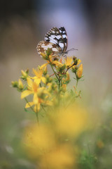 Marbled butterfly