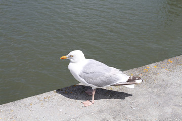 mouette 17072016