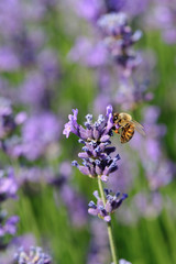 bee collects scented lavender flowers at field