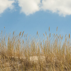 Obraz premium beautiful view of the coastal dunes