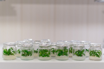 in vitro