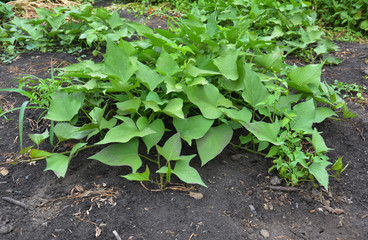 Growing organic sweet potato. The sweet potato or kumara (Ipomoea batatas) is a dicotyledonous plant that belongs to the family Convolvulaceae.