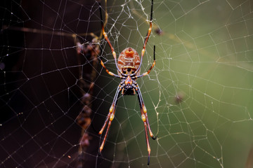 Coastal golden orb-weaver