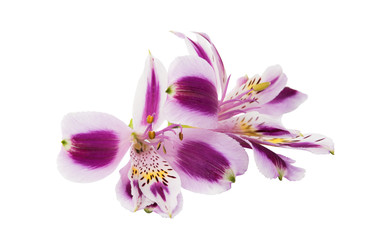 Fototapeta na wymiar lilac alstroemeria on a white background