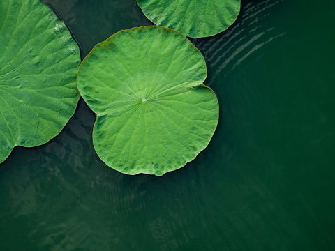 Fototapeta Peaceful and calm concept . Composition of Green lotus leaves in