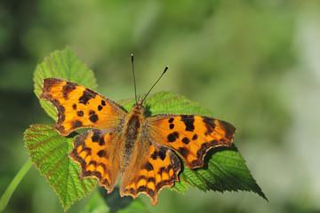 Comma butterfly resting on a leafy bush.