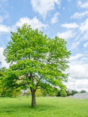 Green tree under blue sky