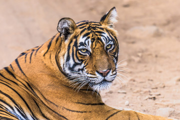 Female Royal Bengal Tigress named Noor