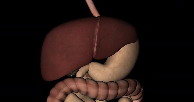 Liver, pancreas, stomach and intestines of human body