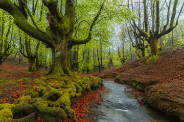 Spring forest