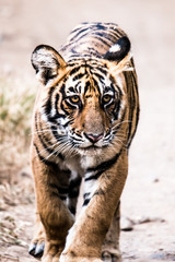 Fototapeta na wymiar Male cub of Royal Bengal tiger